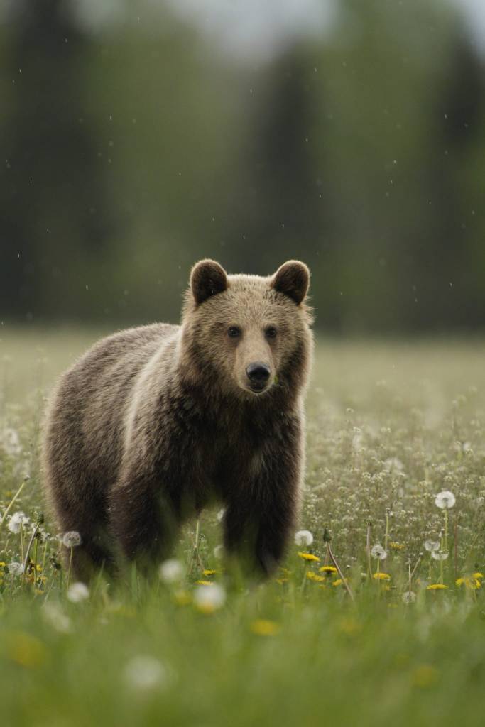 brown bear