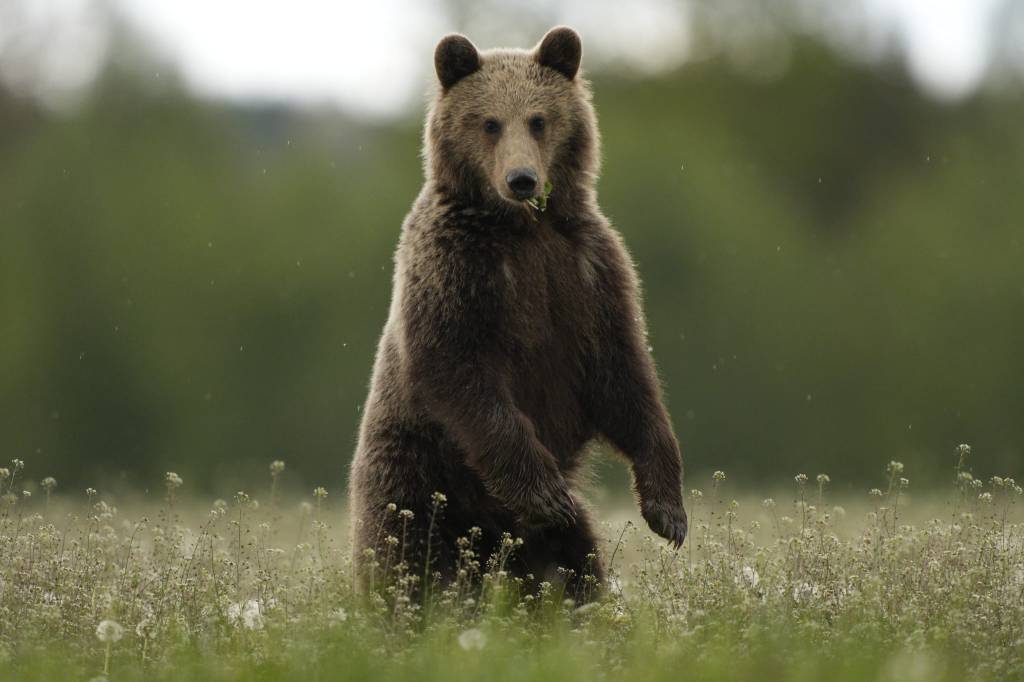 brown bear