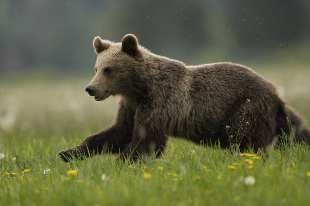 brown bear