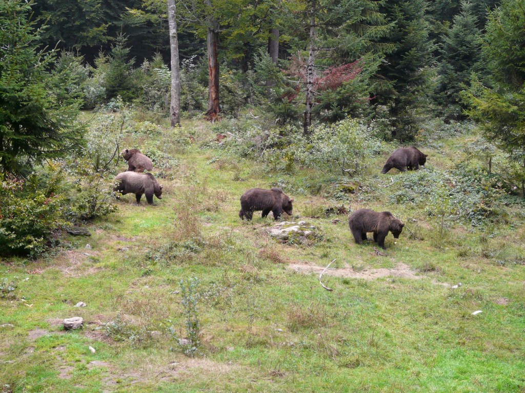 Bear Photography Tour