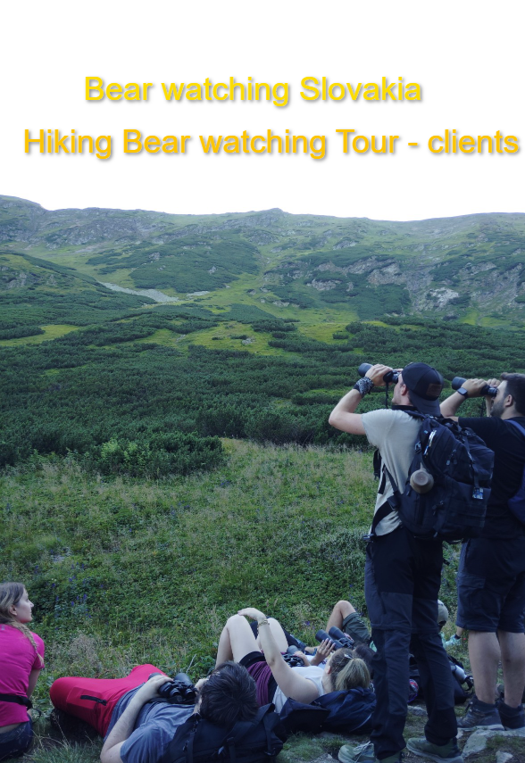 Bear Photography tour
