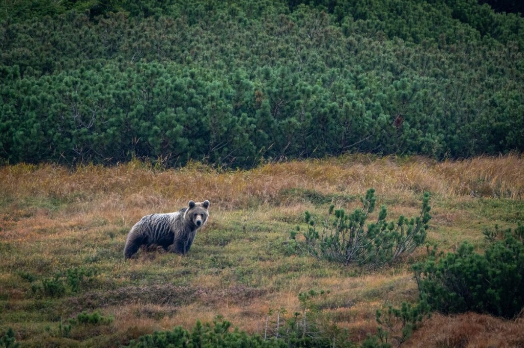 Bear Photography tour