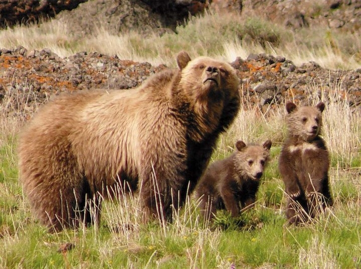 Bear Photogpraphy Tour