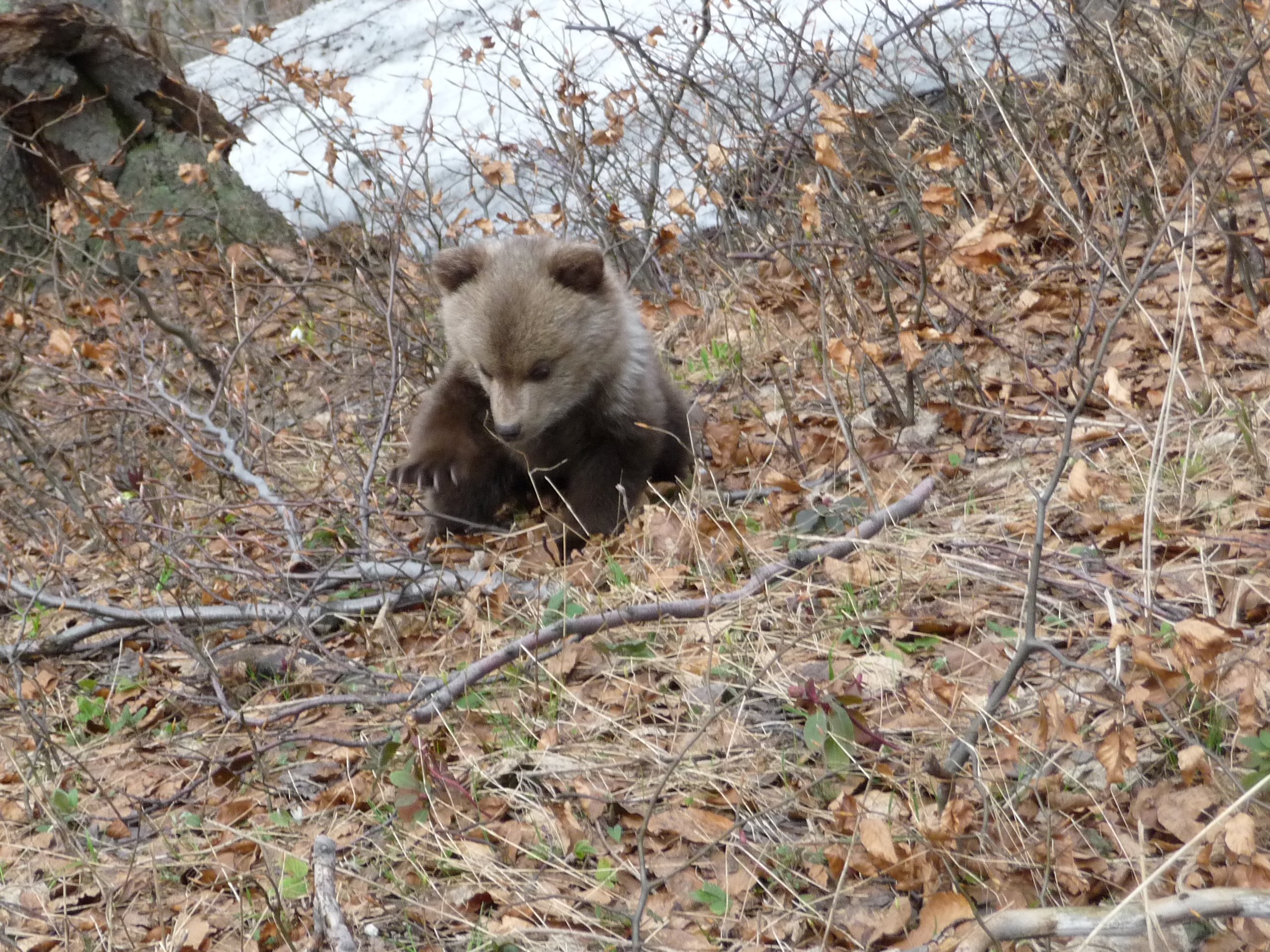 Bear Photogpraphy Tour