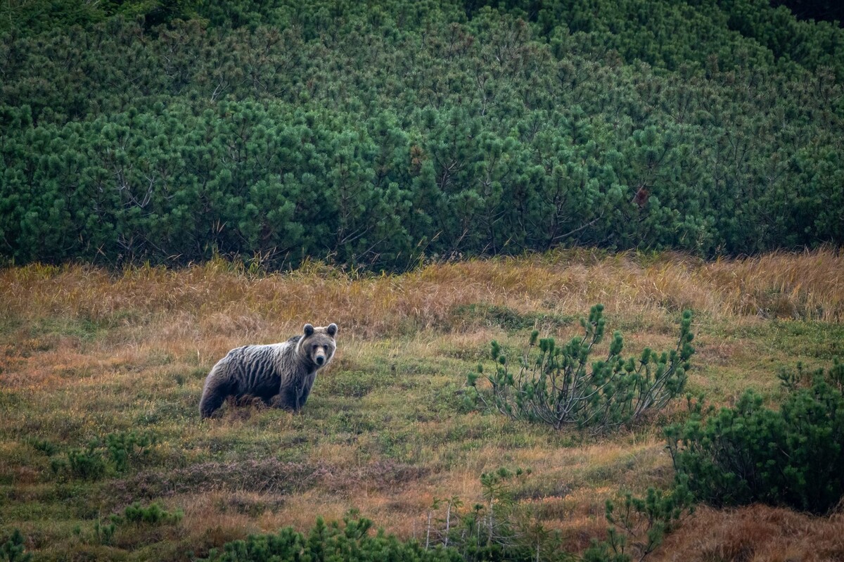 Bear Photogpraphy