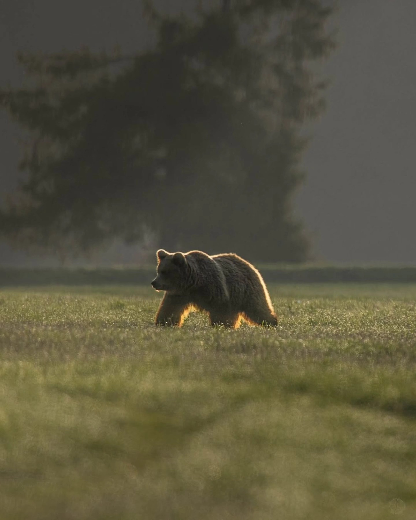 Bear Photogpraphy Tour