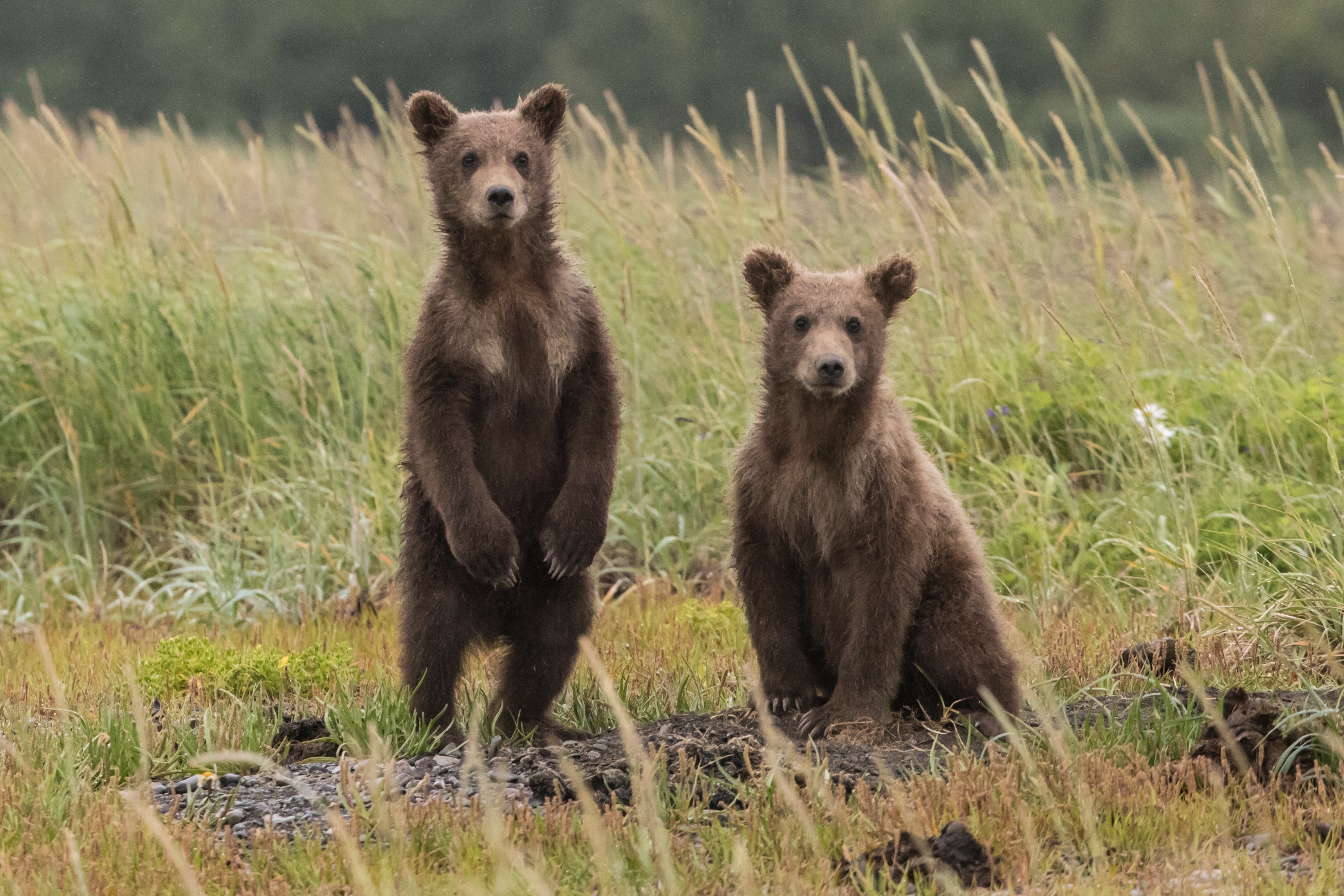 Bear Photogpraphy Tour