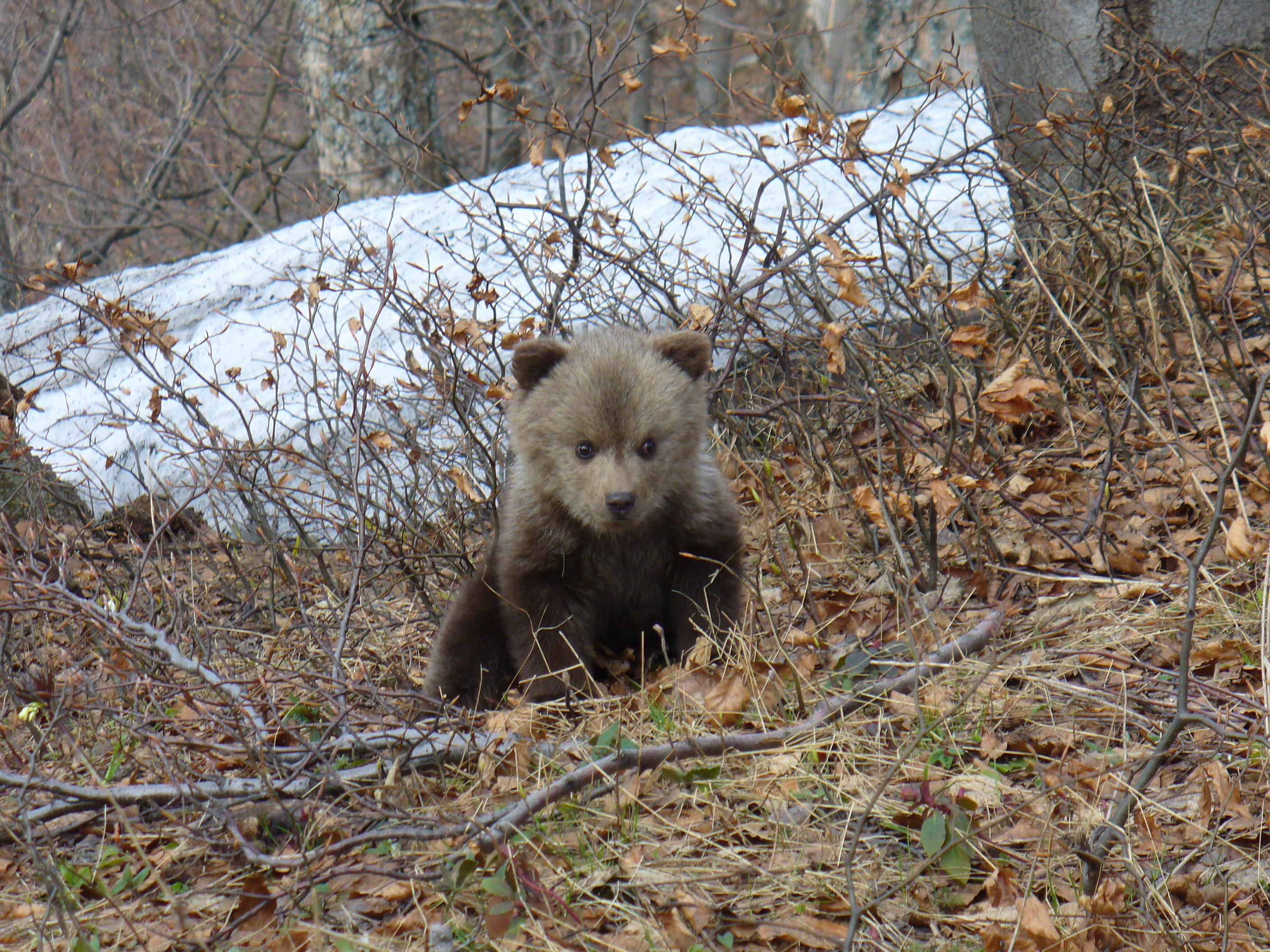 Bear Photogpraphy Tour