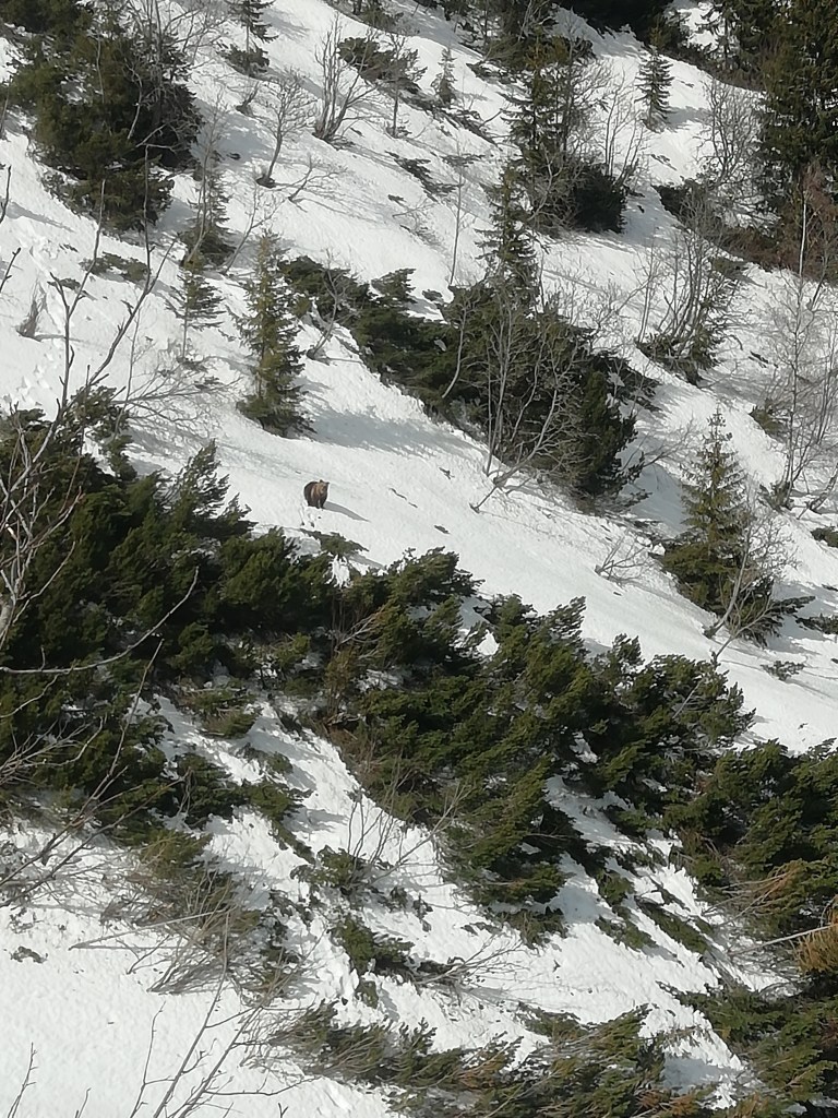 bear watching