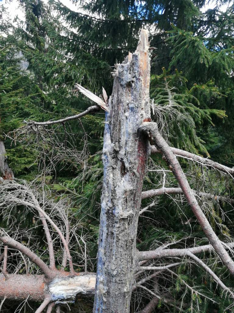 bear watching